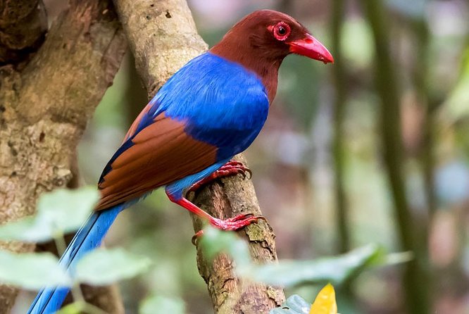 Birdwatching Walk in Thalangama Wetland From Colombo - Highlights