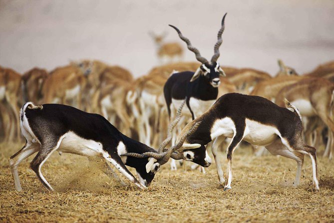 Bishnoi Village Safari - Price and Payment Options