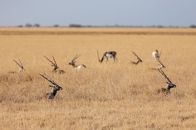 Blackbuck Safari From Rajkot - Accommodation Details