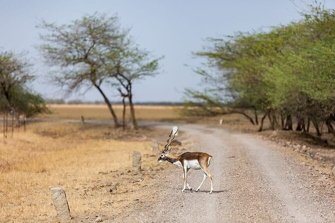 Blackbuck Safari From Vadodara - Frequently Asked Questions