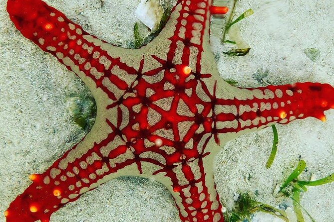 Blue Lagoon Snorkeling; Starfish Adventure; The Rock; Paje Beach; Kuza Cave Tour - Important Information