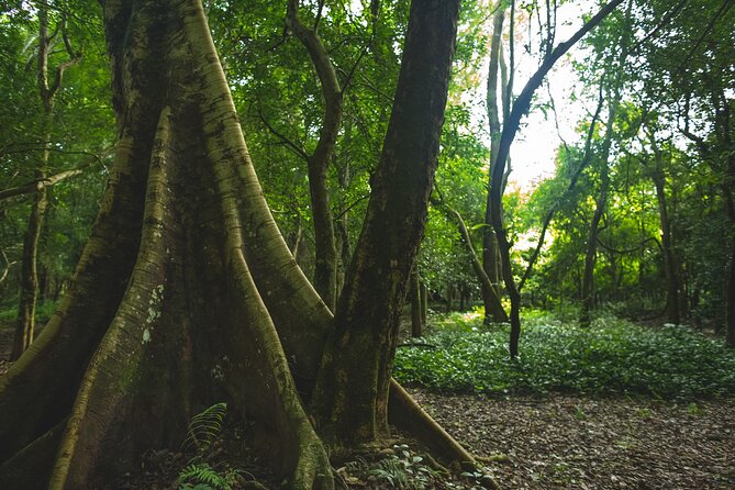 Bolaven Plateau Waterfall Trek in Pakse - Cancellation Policy