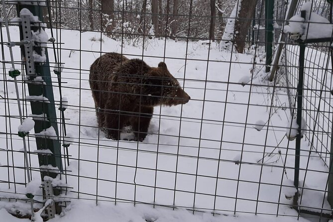 Bran Castle, Bear Sanctuary and Palinca From Brasov With Tickets - Operator