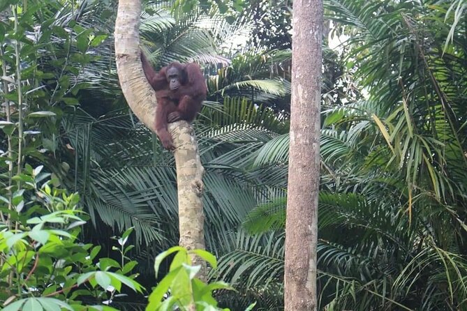 Bukit Merah Orang Utan and Penang City Private Tour - Cancellation Policy