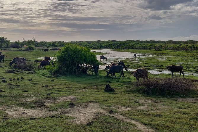 Bundala National Park Safari From Bentota - Cancellation Policy
