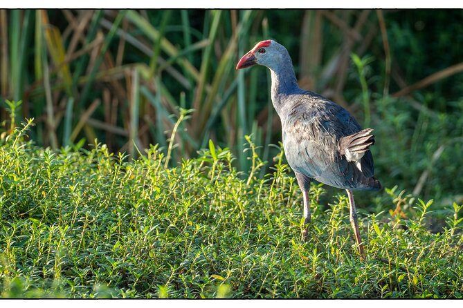 Bundala National Park Safari From Beruwala - Cancellation Policy
