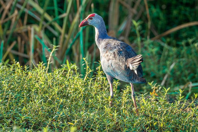 Bundala National Park Safari From Galle - Booking Process