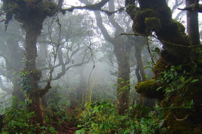 Cameron Highlands Hill Forest Walk - Start Time