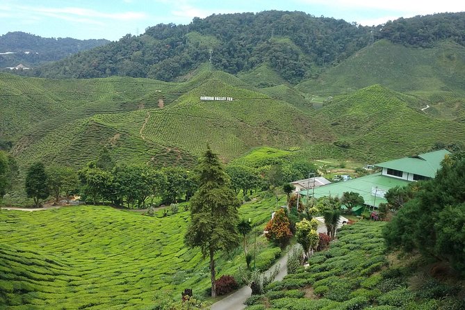 Cameron Highlands: Natures Wonder Amazing Rafflesia Explorer - Tour Details