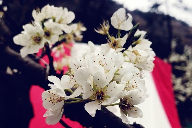 Camping in Kasol - Lowest Price Guarantee