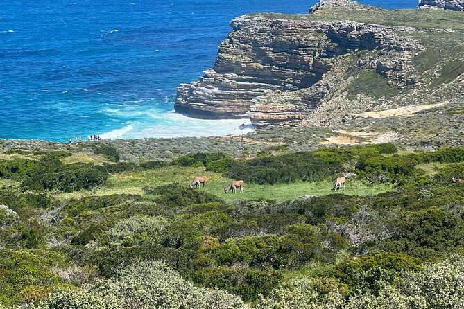 Cape of Good Hope and Boulder's Beach Penguins Private Day Tours - Cancellation Policy