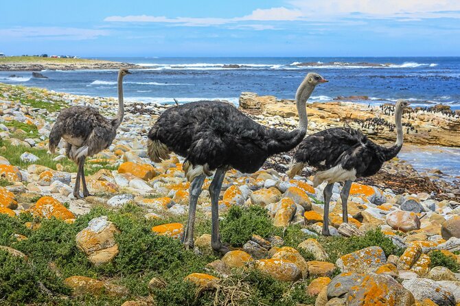 Cape Of Good Hope and Cape Point Tour - Pricing Information
