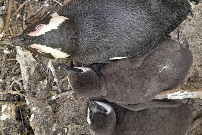 Cape Peninsula, Table Mountain & Penguins Colony Small Group Tour - Meeting Point Address