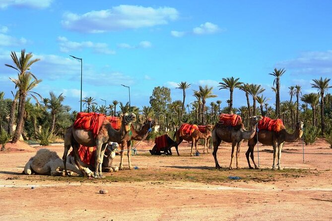 Casablanca To Marrakech Private VIP Day Trip With Camel Ride - Cancellation Policy Details