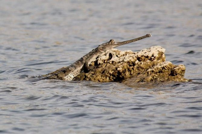 Chambal Boat Safari (Day Excursion From Agra) - Directions for Chambal Boat Safari