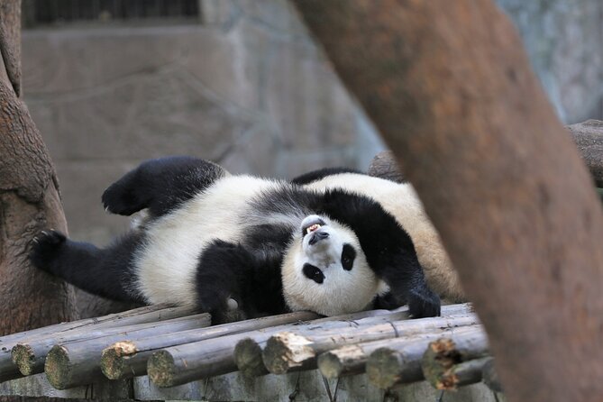 Chengdu Getaway: Private 2-Day Tour From Beijing - Operator Details