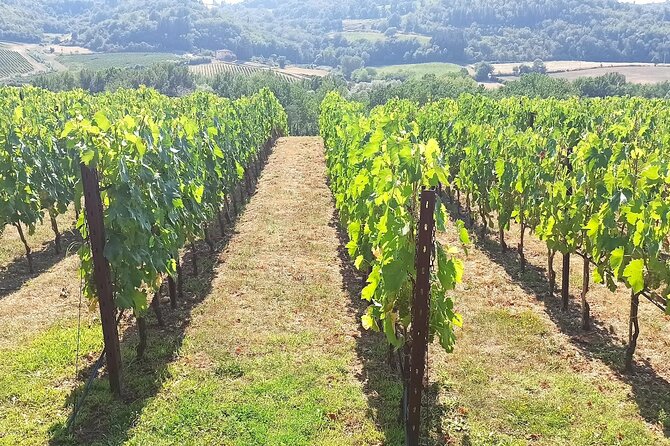 Chianti Classico Black Rooster and Super Tuscan Wine Tour - Tour Logistics