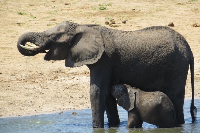 Chobe Full Day Safari Extended - Pricing and Booking Options