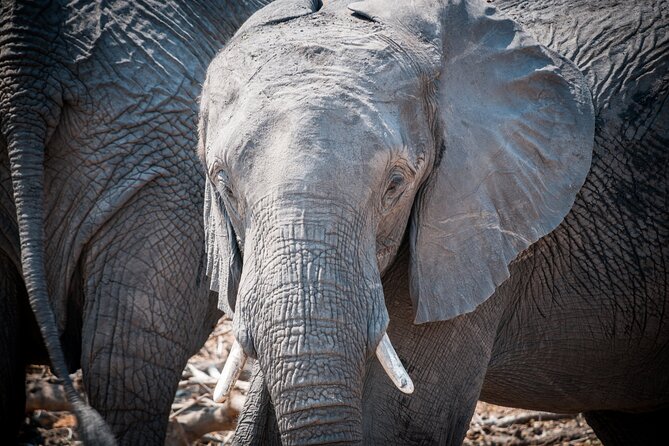 Chobe National Park 3 Days / 2 Nights - Important Reminders