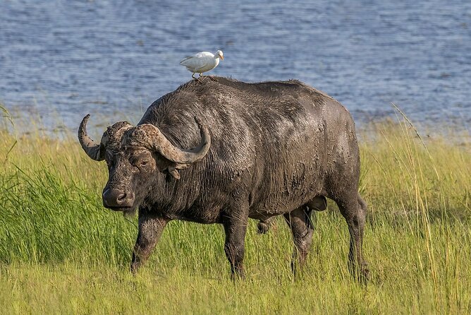 Chobe National Park Safari Day Trip - Additional Trip Information
