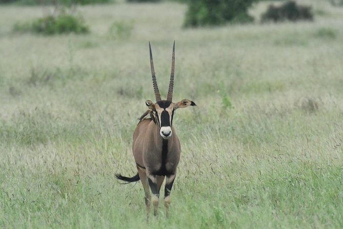 Classic Kenya Explore Safari 2022 - Meal Plan