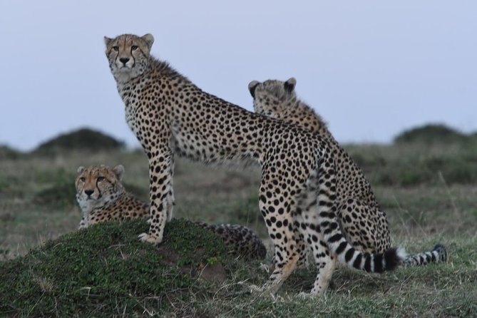 Classic Rhapsody Masai Mara Safari - Cancellation Policy