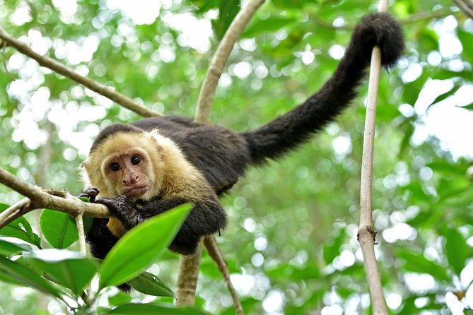 Costa Rica Highlights 8D/7N Vacation Package - Highlights of the Itinerary