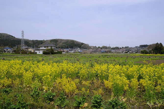 Countryside Walking & Mountain Hiking in Organic Town Near Tokyo - Reviews and Ratings Summary