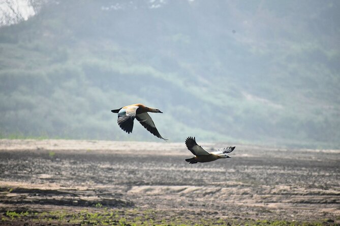 Crocodiles & Birding Trails in Chambal River From Agra - Tour Itinerary