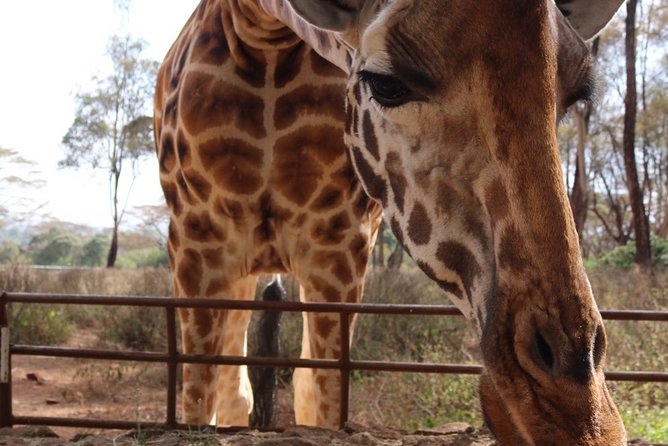 David Sheldrick Elephant Orphanage & Giraffe Center Guided Day Tour - Frequently Asked Questions