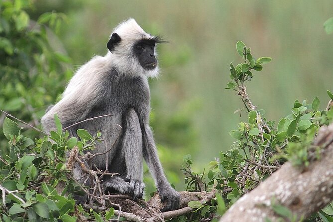 Day Excursion To Yala National Park From Negombo - Inclusions and Exclusions