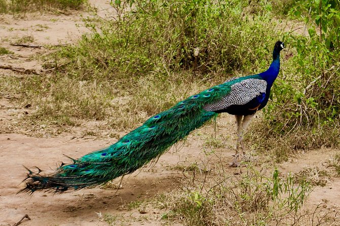 Day Excursions to Udawalawe From Galle (Transfer Only) - Pickup Points