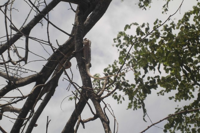 Day Excursions to Udawalawe From Kaluthara - Important Information