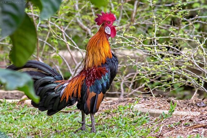 Day Excursions to Wasgamuwa National Park From Colombo - Additional Information