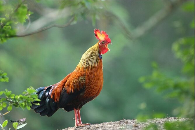 Day Excursions To Yala National Park Jeep Safari Form Galle - Additional Information