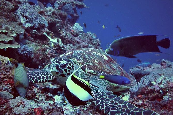 Day Tour and Snorkeling to Lembongan From Bali