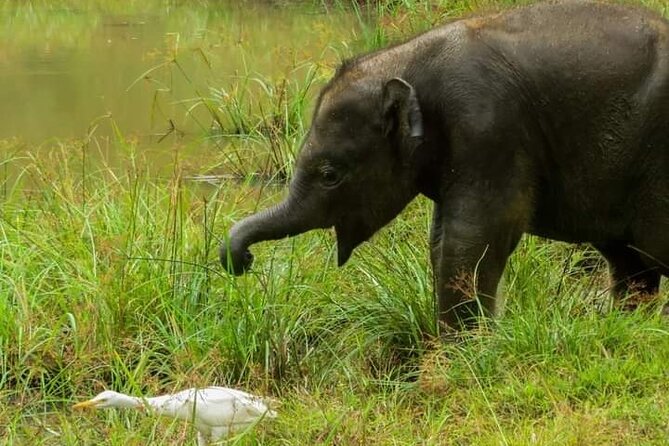 Day Tour From Colombo to Udawalawe National Park Jeep Safari - Reservation and Guarantee