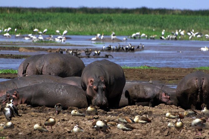Day Tour of Lake Nakuru and Naivasha National Park From Nairobi - Booking Information