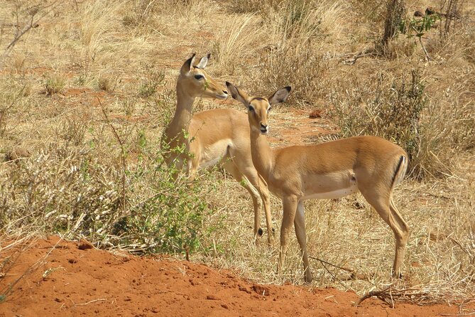 Day Tour to Amboseli National Park and Maasai Village - Helpful Tips