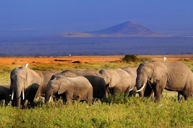 Day Tour To Amboseli National Park From Nairobi - Pricing Information