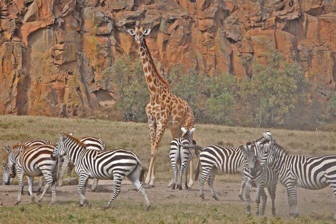 Day Tour to Hells Gate, Lake Naivasha and Crescent Island Walk - Reviews Summary