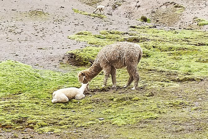 Day Tour to Queswachaca Golden Bridge From Cusco - What to Expect