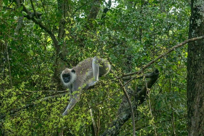 Day Tour to Wilpattu National Park From Bentota - Meeting and Pickup Details