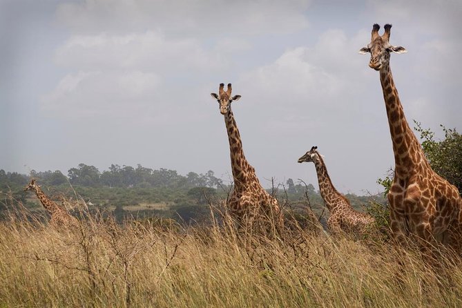Day Tours In Nairobi - Tour Inclusions