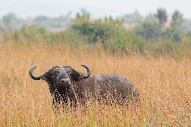 Day Trip Arusha National Park Tour Tanzania Safari - Park Fees and Driver/Guide