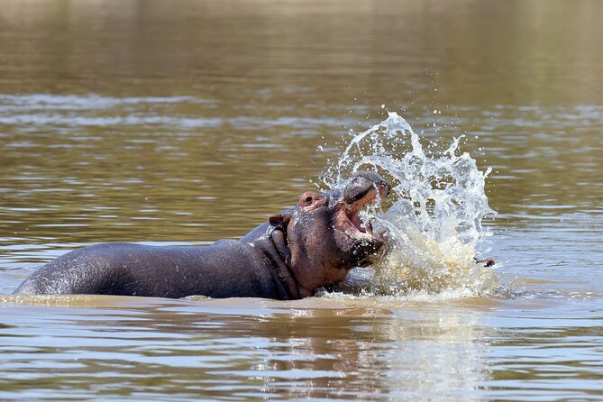 Day Trip in the Tarangire National Park: A Wildlife Encounter - The Sum Up and Recommendations