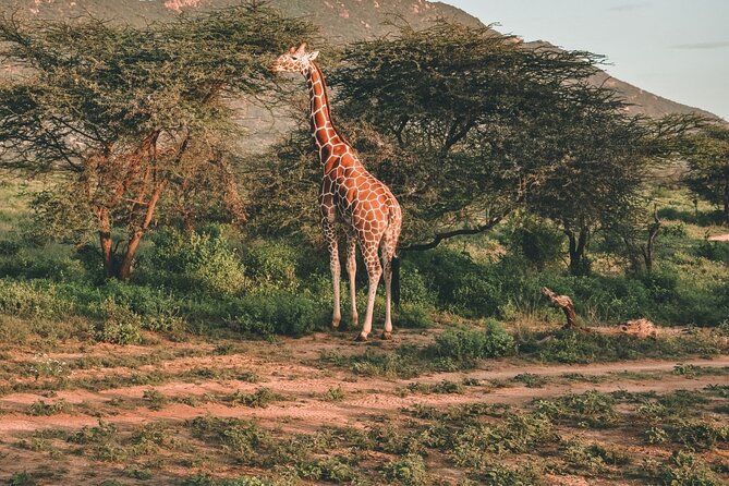 Day Trip Lake Nakuru From Nairobi - Pickup and Start Time