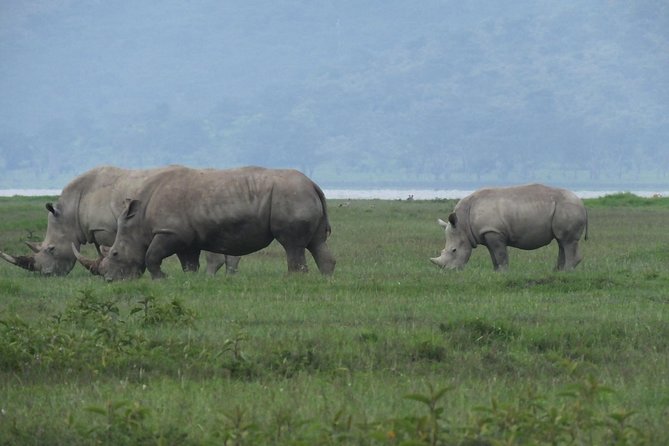 Day Trip Lake Nakuru National Park - Picnic Lunch Experience