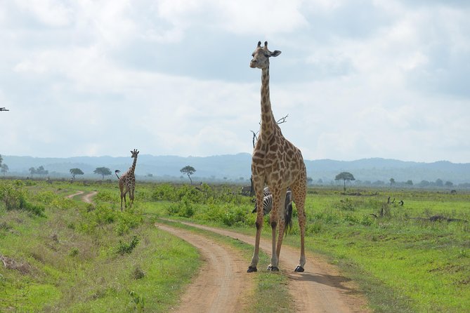 Day Trip Morogoro - Mikumi National Park - Minimum Traveler Requirement