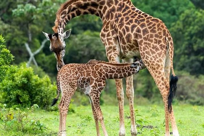 Day Trip Safari to Mikumi National Park From Morogoro - Booking Process Explained